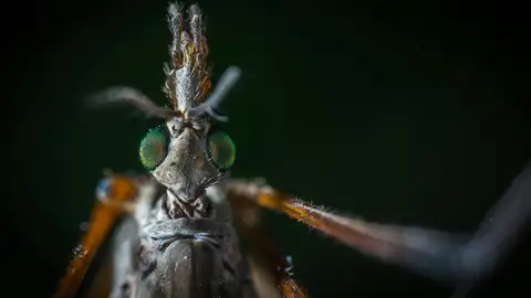 Mosquito Mosquito