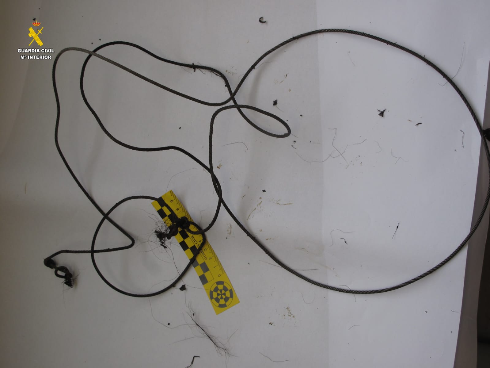 La Guardia Civil detiene a una persona como supuesto autor de la caza de un oso pardo en Ibias La Guardia Civil detiene a una persona como supuesto autor de la caza de un oso pardo en Ibias