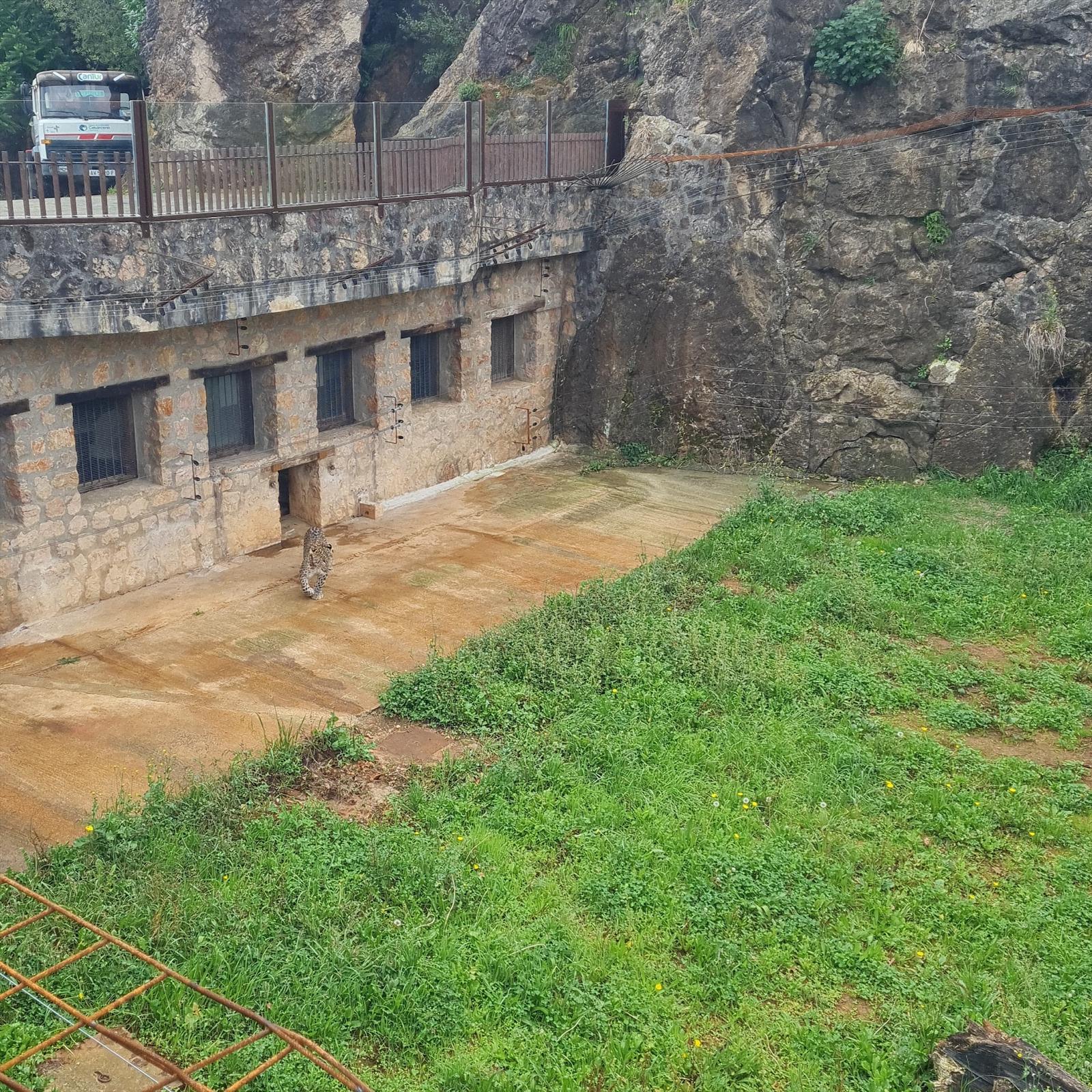 Cabárceno incorpora una nueva especie protegida con la llegada de dos leopardos persas Cabárceno incorpora una nueva especie protegida con la llegada de dos leopardos persas