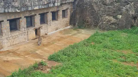 Cabárceno incorpora una nueva especie protegida con la llegada de dos leopardos persas Cabárceno incorpora una nueva especie protegida con la llegada de dos leopardos persas