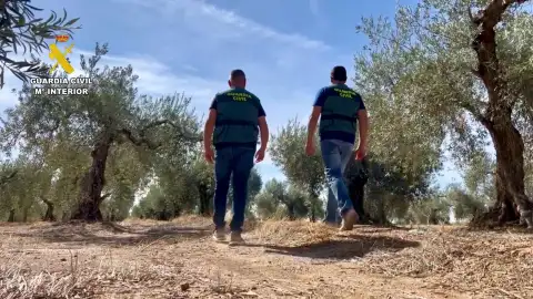 Cuatro detenidos por robar 5.000 kilos de aceitunas en una finca de Alcuéscar Cuatro detenidos por robar 5.000 kilos de aceitunas en una finca de Alcuéscar