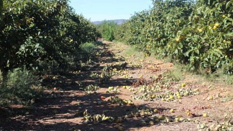 Caquis en tierra