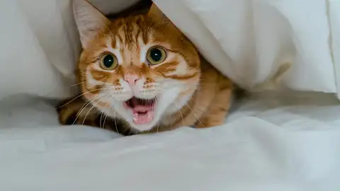 Tener perro o gato mejora la salud: un estudio explica el por qué Tener perro o gato mejora la salud: un estudio explica el por qué