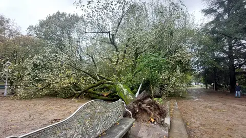 El temporal deja árboles caídos en Santiago, levanta parte del tejado del conservatorio de música y carreteras cortadas El temporal deja árboles caídos en Santiago, levanta parte del tejado del conservatorio de música y carreteras cortadas