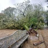 El temporal deja árboles caídos en Santiago, levanta parte del tejado del conservatorio de música y carreteras cortadas
