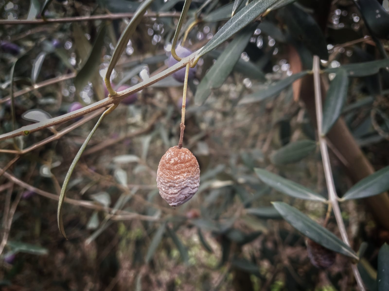La prevención de enfermedades de las aceitunas La prevención de enfermedades de las aceitunas