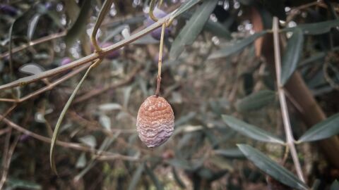 Aceituna