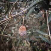 Aceituna