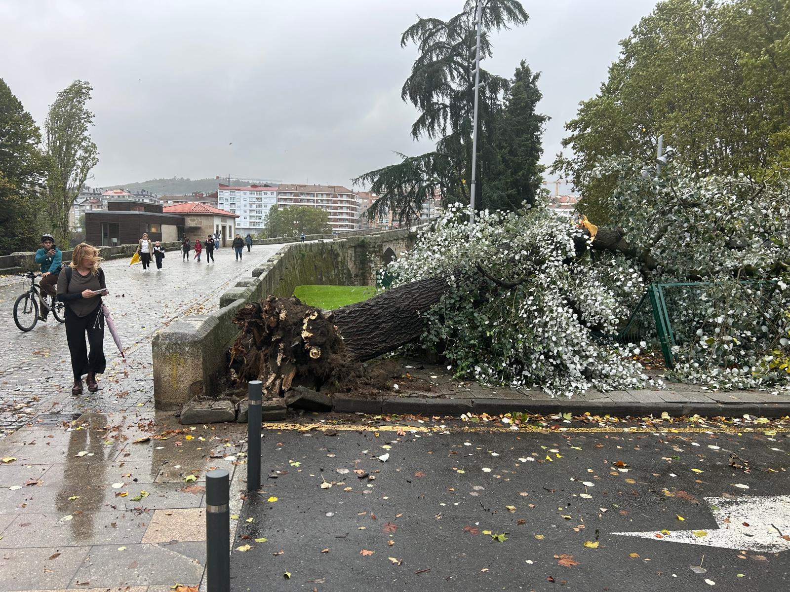 Caída de árbores e cortes de luz, principais problemas derivados do paso do temporal por Ourense Caída de árbores e cortes de luz, principais problemas derivados do paso do temporal por Ourense