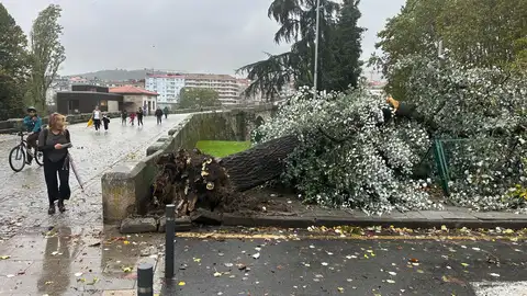 Caída de árbores en Ourense pola borrasca Kirk Caída de árbores en Ourense pola borrasca Kirk