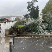 Caída de árbores en Ourense pola borrasca Kirk 
