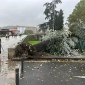 Caída de árbores en Ourense pola borrasca Kirk Caída de árbores en Ourense pola borrasca Kirk