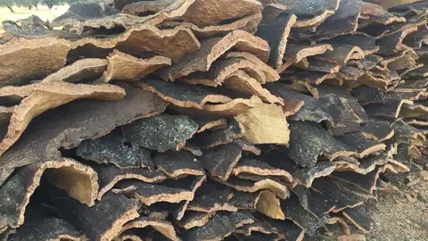 Investigadores de España, Portugal e Italia se reúnen en Mérida para dinamizar proyectos innovadores del sector corchero Investigadores de España, Portugal e Italia se reúnen en Mérida para dinamizar proyectos innovadores del sector corchero