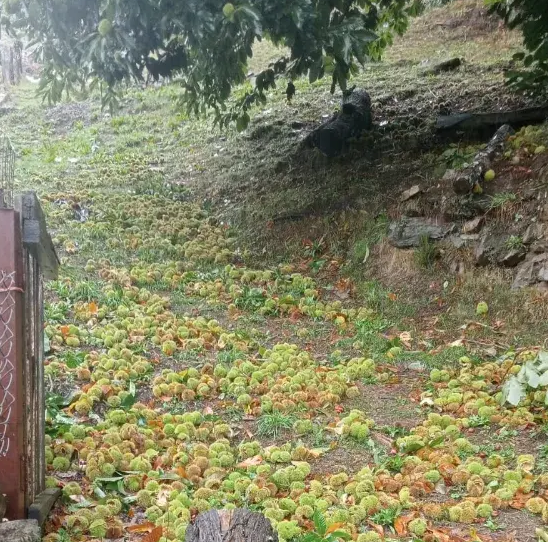 Productores de castaña e pataca poderían ter cuantiosas perdas nos cultivos Productores de castaña e pataca poderían ter cuantiosas perdas nos cultivos