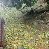 Castiñeiros afectados polo temporal "Kirk" en Ourense Castiñeiros afectados polo temporal "Kirk" en Ourense