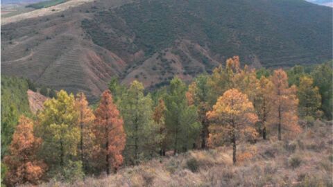 'Hablemos de los &aacute;rboles', con Pepe Ruiz en su comentario semanal 'La otra cr&oacute;nica'