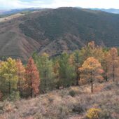 'Hablemos de los árboles', con Pepe Ruiz en su comentario semanal 'La otra crónica'