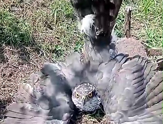 Investigado por cazar un azor con un cepo en Cantabria Investigado por cazar un azor con un cepo en Cantabria