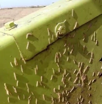 El Cucat reaparece en algunas parcelas arroceras de Sueca El Cucat reaparece en algunas parcelas arroceras de Sueca