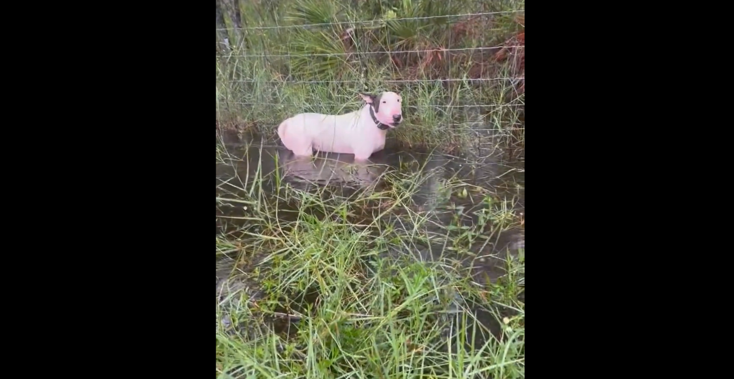 El rescate de un perro abandonado en la autopista de Tampa horas antes del paso del huracán Milton El rescate de un perro abandonado en la autopista de Tampa horas antes del paso del huracán Milton