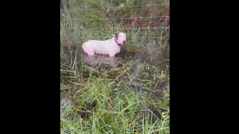 Un perro atado y abandonado en la autopista de Tampa antes del paso del hurac&aacute;n Milton.