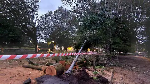 Raxoi señala que los árboles de la Alameda estaban "sanos" y que su caída "solo se puede atribuir a los fuertes vientos" provocados por el temporalKirk Raxoi señala que los árboles de la Alameda estaban "sanos" y que su caída "solo se puede atribuir a los fuertes vientos" provocados por el temporalKirk