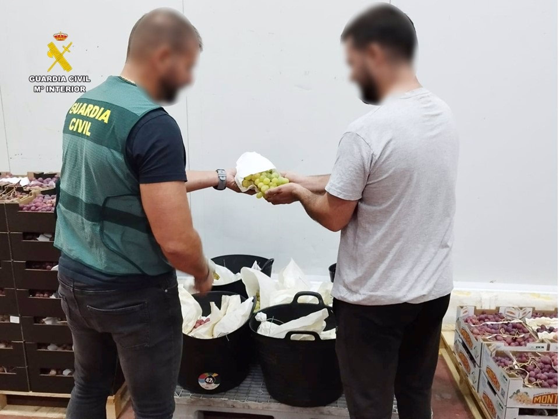 La Guardia Civil detiene a cinco personas por el robo de más de 100 kilos de uva en Monforte del Cid y Novelda La Guardia Civil detiene a cinco personas por el robo de más de 100 kilos de uva en Monforte del Cid y Novelda