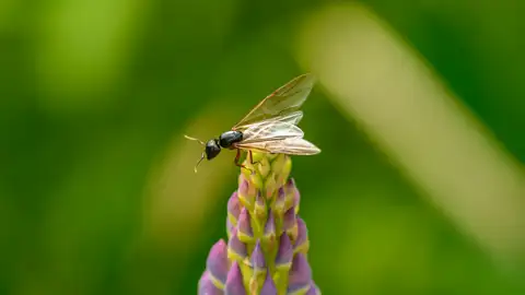 Imagen de archivo de una hormiga voladora. Imagen de archivo de una hormiga voladora.
