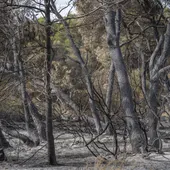 Abren juicio oral contra el hombre acusado de los incendios forestales en El Saler (València) Abren juicio oral contra el hombre acusado de los incendios forestales en El Saler (València)
