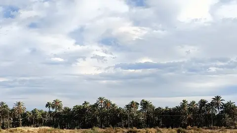 Palmeral de Elche. Palmeral de Elche.