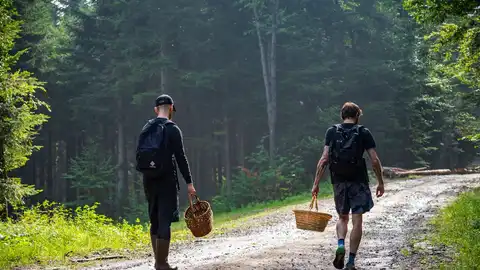 Dos hombres yendo a recoger setas al campo Dos hombres yendo a recoger setas al campo