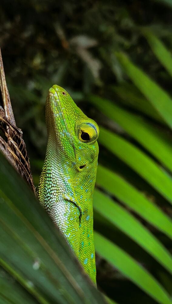 Naturaleza hondureña