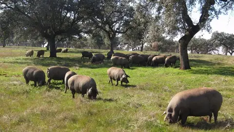 El centro de reproducción de la Junta subasta 28 verracos raza Duroc El centro de reproducción de la Junta subasta 28 verracos raza Duroc