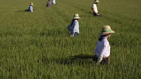 La recolección del arroz arrancará una vez pasen estas primeras lluvias de otoño La recolección del arroz arrancará una vez pasen estas primeras lluvias de otoño