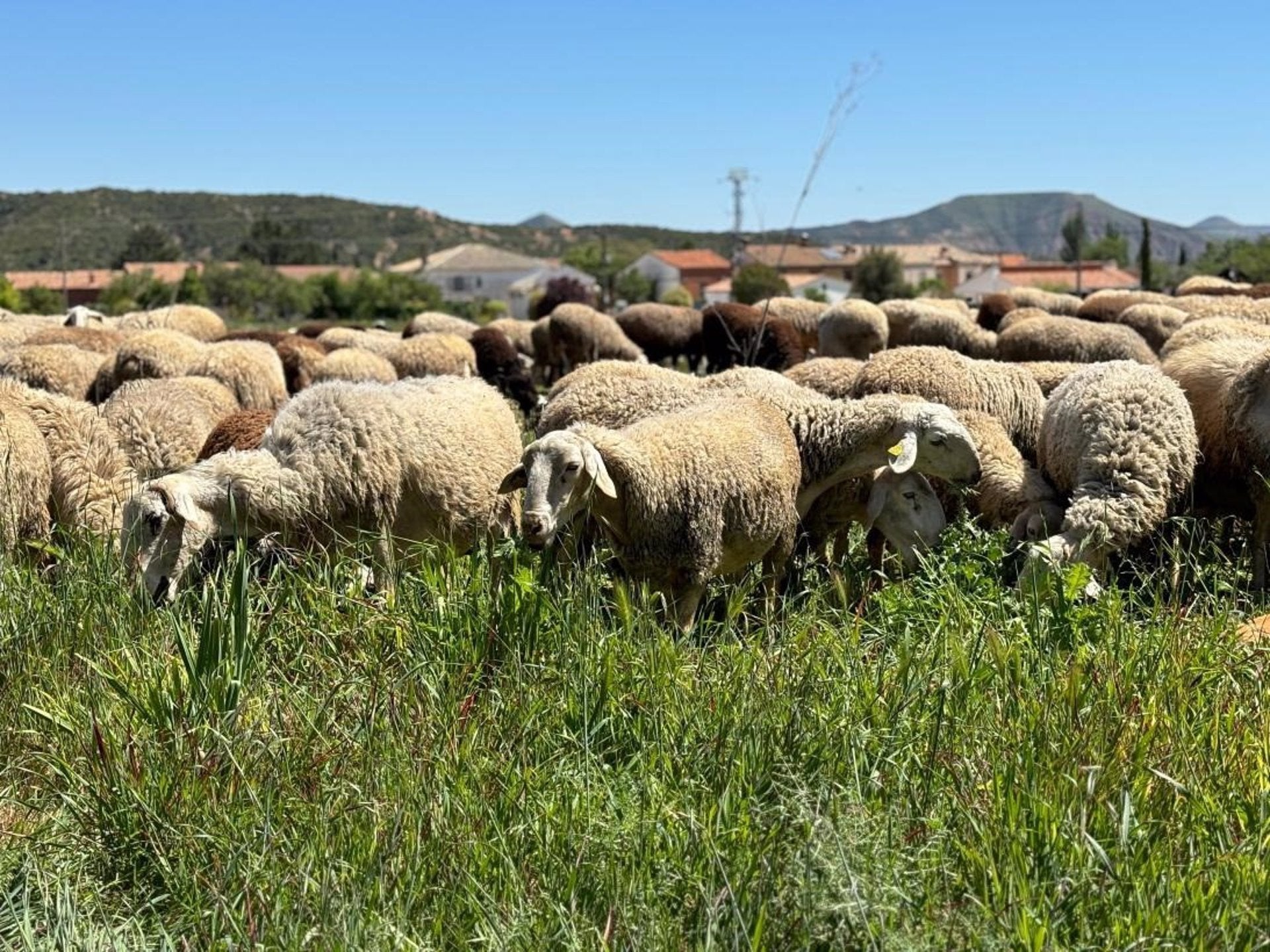 Extremadura cuenta con 85 focos de 'lengua azul', 35 de ellos del serotipo 3, y ya vacuna en zonas más afectadas Extremadura cuenta con 85 focos de 'lengua azul', 35 de ellos del serotipo 3, y ya vacuna en zonas más afectadas