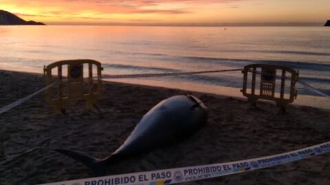 Atún muerto aparecido en la playa de Benidorm