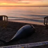 Atún muerto aparecido en la playa de Benidorm Atún muerto aparecido en la playa de Benidorm