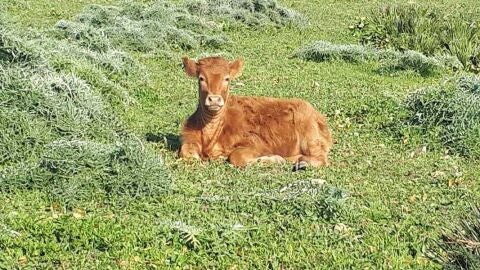 Vaca tumbada en el pasto en Barbate