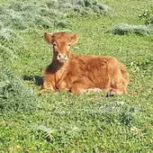 Vaca tumbada en el pasto en Barbate Vaca tumbada en el pasto en Barbate