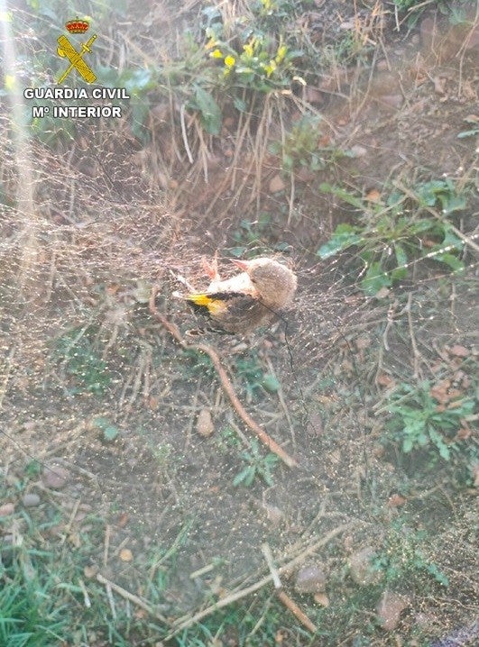 Sorprenden a un hombre mientras cazaba jilgueros con redes en Piedrabuena Sorprenden a un hombre mientras cazaba jilgueros con redes en Piedrabuena
