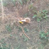 Un jilguero atrapado en la red