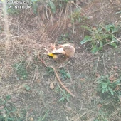 Un jilguero atrapado en la red Un jilguero atrapado en la red