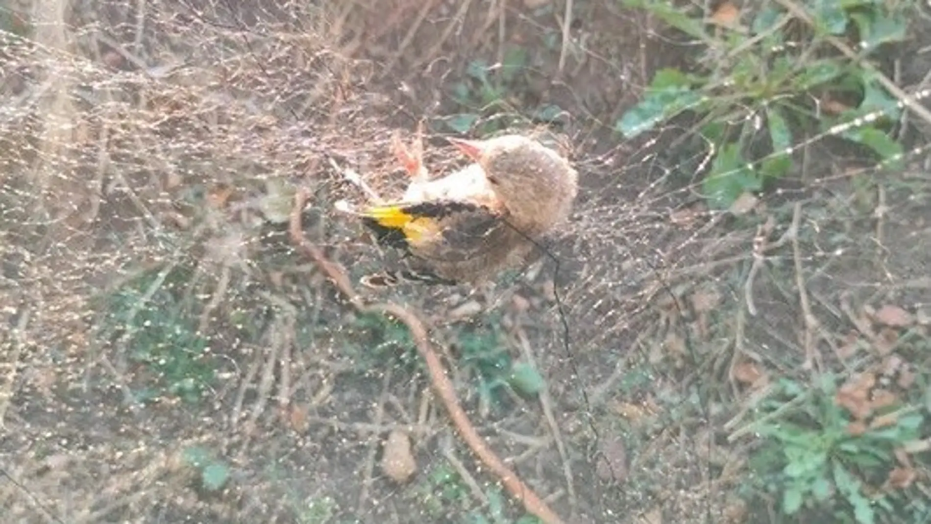 Un jilguero atrapado en la red Un jilguero atrapado en la red