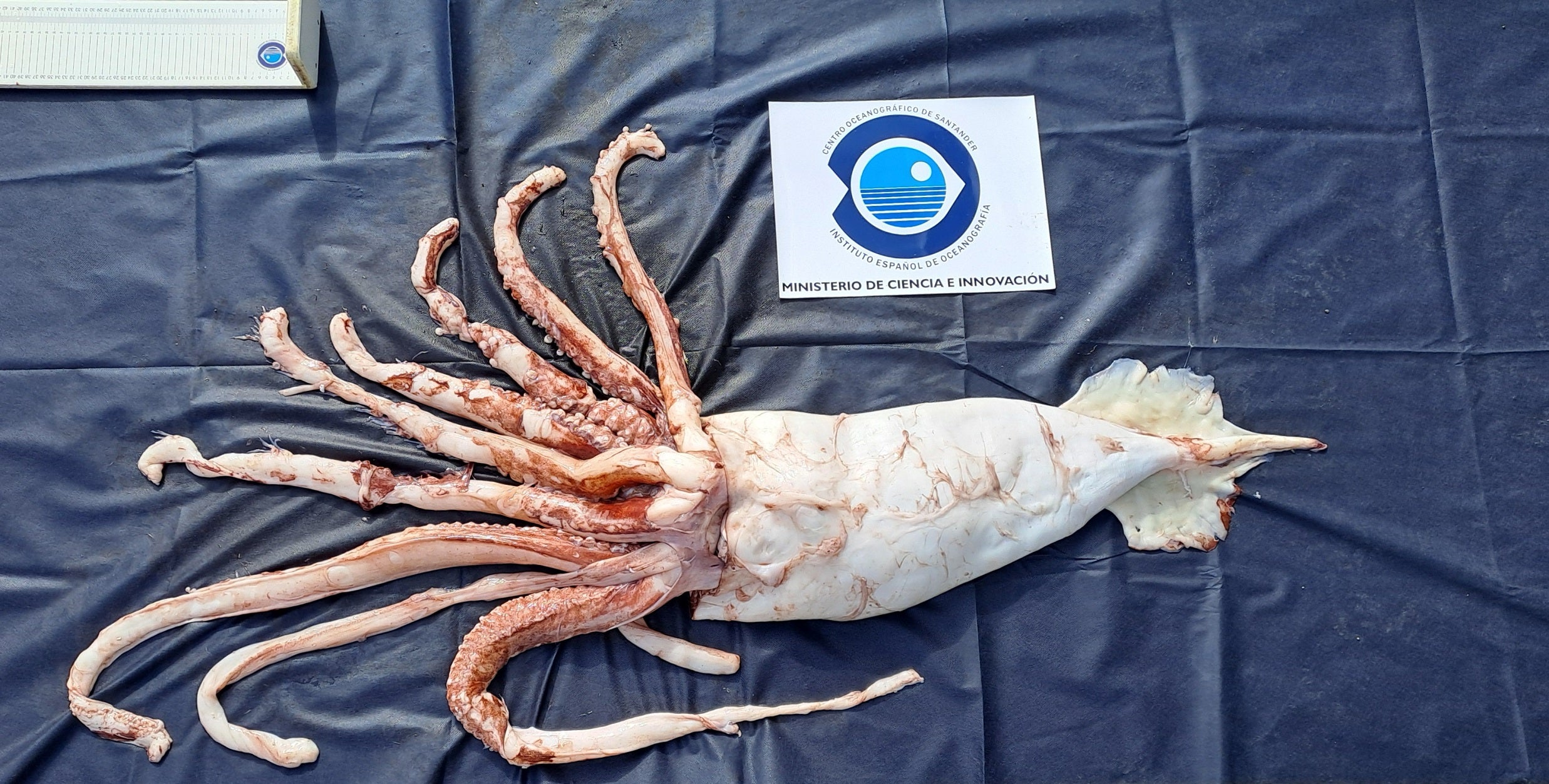 El Instituto de Oceanografía recibe un ejemplar de calamar gigante para su estudio El Instituto de Oceanografía recibe un ejemplar de calamar gigante para su estudio