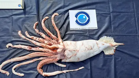 El Instituto de Oceanografía recibe un ejemplar de calamar gigante para su estudio El Instituto de Oceanografía recibe un ejemplar de calamar gigante para su estudio