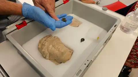 Nuevas piezas en yacimientos de Villajoyosa Nuevas piezas en yacimientos de Villajoyosa