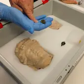Nuevas piezas en yacimientos de Villajoyosa Nuevas piezas en yacimientos de Villajoyosa