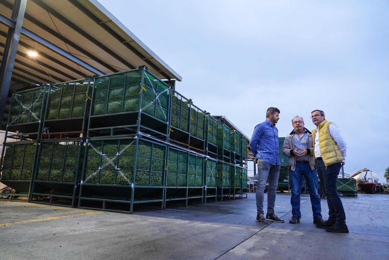 Gallardo reclama un Plan de Apoyo al Olivar de Montaña que favorezca su competitividad Gallardo reclama un Plan de Apoyo al Olivar de Montaña que favorezca su competitividad