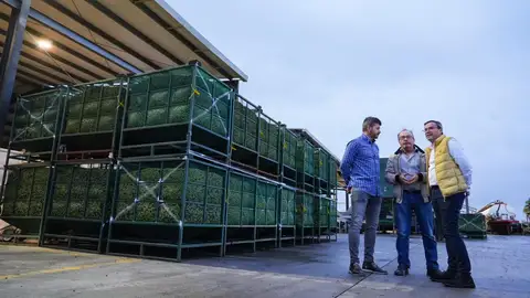 Gallardo reclama un Plan de Apoyo al Olivar de Montaña que favorezca su competitividad Gallardo reclama un Plan de Apoyo al Olivar de Montaña que favorezca su competitividad