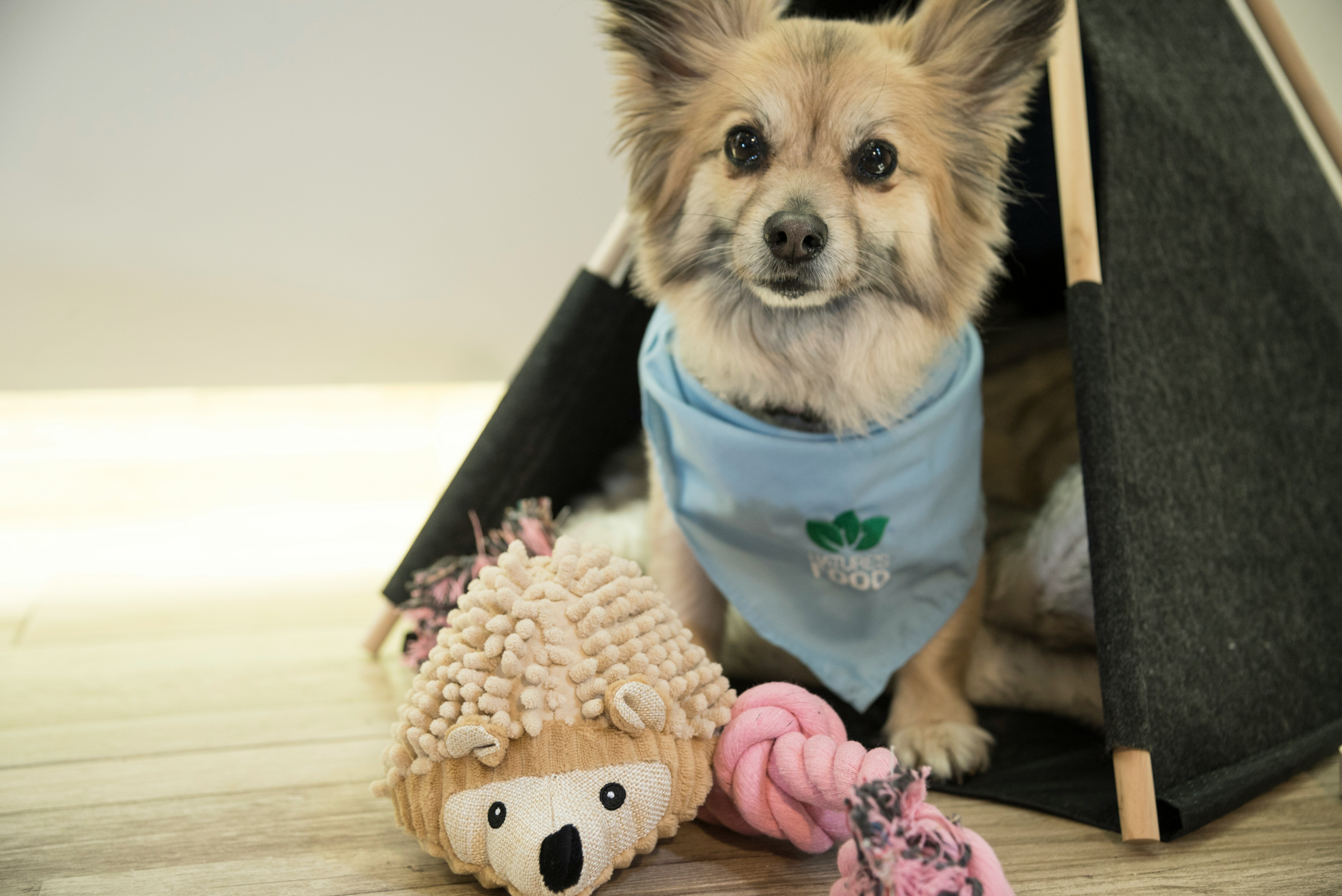 ¿Es legal que un alquiler no admita mascotas? Esto dice la ley ¿Es legal que un alquiler no admita mascotas? Esto dice la ley
